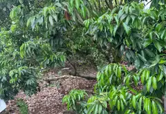 Đất vàng Bát Trang - Cơ hội đầu tư đỉnh cao... Bán đất tại An Trường, Hải Phòng 04
