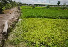 Cơ hội sở hữu đất nông nghiệp 272m² tại Bình Mỹ, giá chỉ 760 triệu đồng... Bán đất tại Bình Mỹ, Hồ Chí Minh 03
