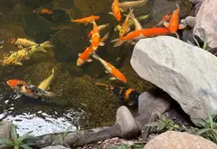 Nhà 2 mặt tiền kinh doanh sầm uất tại Long Trường, Quận 9... Bán nhà mặt phố tại Long Trường, Hồ Chí Minh 11
