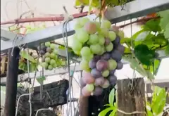 Nhà trung tâm Bình Tân, Bình Trị Đông
 4 tầng. , 6ty950. Đường xe tải tránh... Bán nhà mặt phố tại Bình Tân, Hồ Chí Minh 02