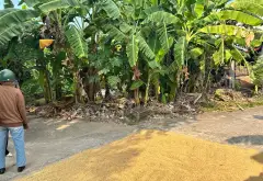 🔥 Lô góc 2 mặt thoáng – Tập Ninh, Chi Lăng, Bắc Ninh | 110m² – Chi Lăng Bắc Ninh - 1.95 tỷ... Bán đất tại Chi Lăng, Bắc Ninh 04