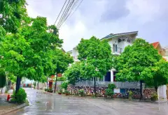 Bán biệt thự liền kề lô góc 185m² - Vạn Phúc, Hà Đông - Giá 50 tỷ... Bán biệt thự, liền kề tại Hà Đông, Hà Nội 03