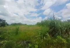 LÔ GÓC 3 MẶT TIỀN ĐINH ĐỨC THIỆN, CÁCH VIN 500M, DIỆN TÍCH 10.081M2... Bán đất tại Bình Chánh, Hồ Chí Minh 12