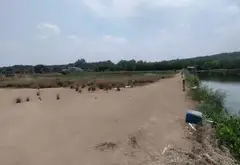 Bán đất 6000m2 mặt tiền 56m tại An Thới Đông TP HCM... Bán đất tại An Thới Đông, Hồ Chí Minh 07