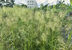 🔥 KĐT TÂN VIỆT TIẾN – ĐẠI ĐỒNG VIEW HỒ – ĐƯỜNG 19,5M 🔥... Bán đất tại Đại Đồng, Bắc Ninh 12