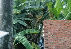 Đất rộng đẹp ngay khu dân cư phát triển... Bán đất tại Tam Bình, Hồ Chí Minh 16