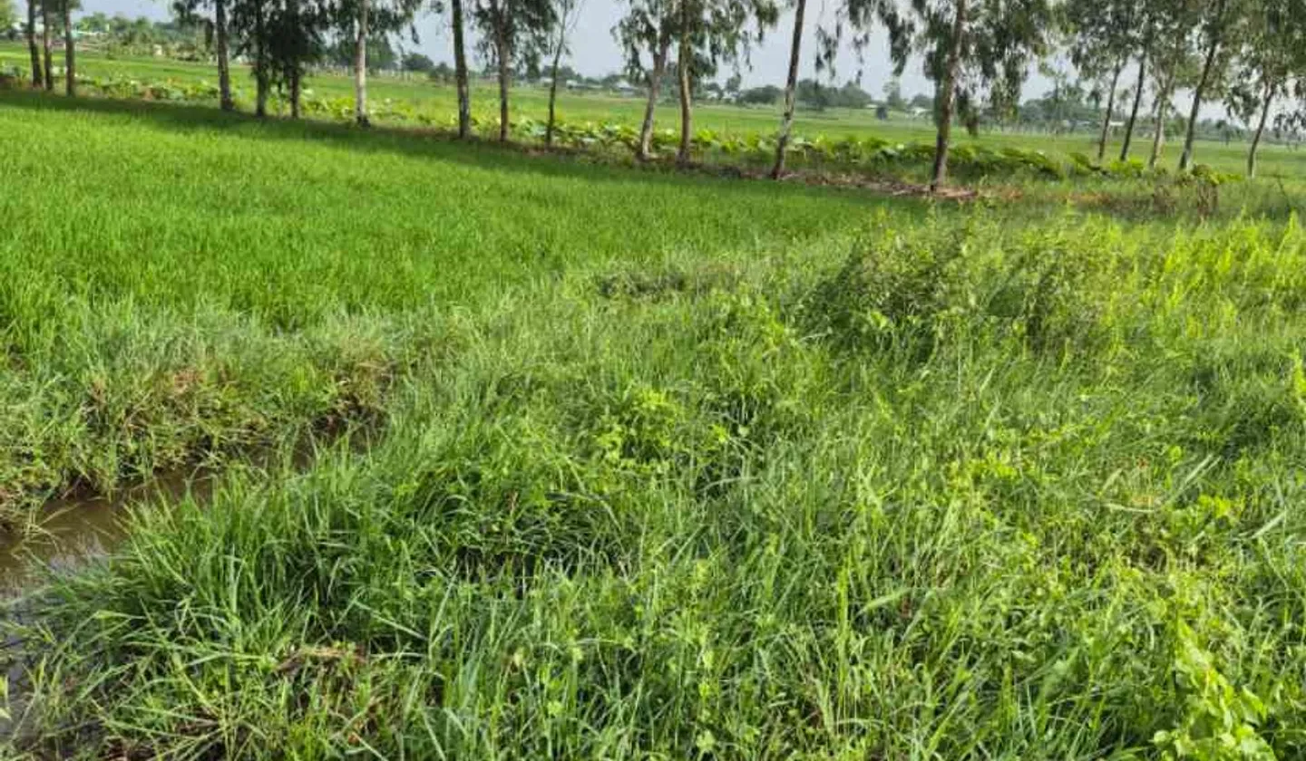 Đất rộng Củ Chi giá tốt cho nhà đầu tư... Bán đất tại Tân An Hội, Hồ Chí Minh 01