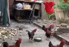 Cơ hội sở hữu đất vuông vắn tại Phù Khê, Bắc Ninh giá đầu tư... Bán đất tại Phù Khê, Bắc Ninh 03