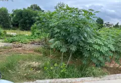 Đất GIÁ MỀM - thôn Ngọc Cụ xã Hoàng Vân tỉnh Bắc Giang cũ nay thuộc tỉnh Bắc Ninh.... Bán đất tại Từ Sơn, Bắc Ninh 04