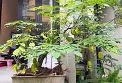 Nhà riêng 4 tầng có sân vườn, ô tô vào nhà tại quận Thanh Xuân... Bán nhà riêng tại Tương Mai, Hà Nội 09
