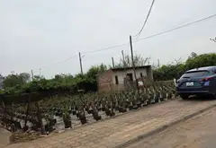 Đất vuông đẹp Phù Đổng - Tiềm năng bứt phá giá trị... Bán đất tại Phù Đổng, Hà Nội 02