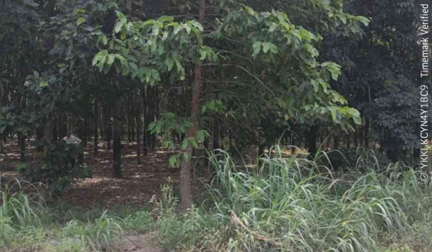 Bán đất vườn cao su mặt tiền đường tại Bắc Tân Uyên, Bình Dương, diện tích lớn có đất thổ cư... Bán đất tại Phước Thành, Hồ Chí Minh 01
