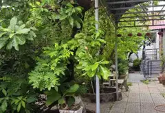 💎 HÀNG HIẾM THẠNH XUÂN – 172M² MẶT TIỀN ĐƯỜNG 8M... Bán đất tại Thới An, Hồ Chí Minh 04