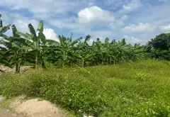 Đất Phân Lô Ô Tô Vào Đất Tại Phù Lưu Ninh Sơn... Bán đất tại Thủy Nguyên, Hải Phòng 03