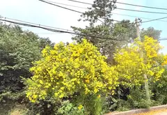 Bán Đất Thổ Cư mặt tiền đường TL37 phường THẠNH LỘC Q12 127m2 view kênh khu biệt thự giá 5,6ty... Bán đất tại An Phú Đông, Hồ Chí Minh 08