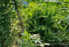 Lô đất vuông vắn rộng 200m² tại phường Lưu Kiếm, TP Hải Phòng... Bán đất tại Lưu Kiếm, Hải Phòng 02