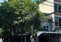 CĂN GÓC 2 MẶT TIỀN - KHU VIP TRUNG TÂM P. TÂN SƠN NHÌ - ĐANG KINH DOANH QUÁN CAFE - ĐƯỜNG NHỰA 20M... Bán nhà mặt phố tại Tân Sơn Nhì, Hồ Chí Minh 06
