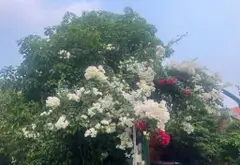 Biệt thự vườn siêu rộng, mặt tiền sông, giá cực tốt tại Nhà Bè... Bán nhà riêng tại Hiệp Phước, Hồ Chí Minh 02