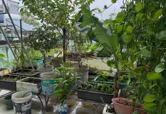 Bán nhà mặt phố khu Sơn Trà gần biển Mỹ Khê, mặt tiền rộng thuận tiện kinh doanh... Bán nhà mặt phố tại Sơn Trà, Đà Nẵng 08