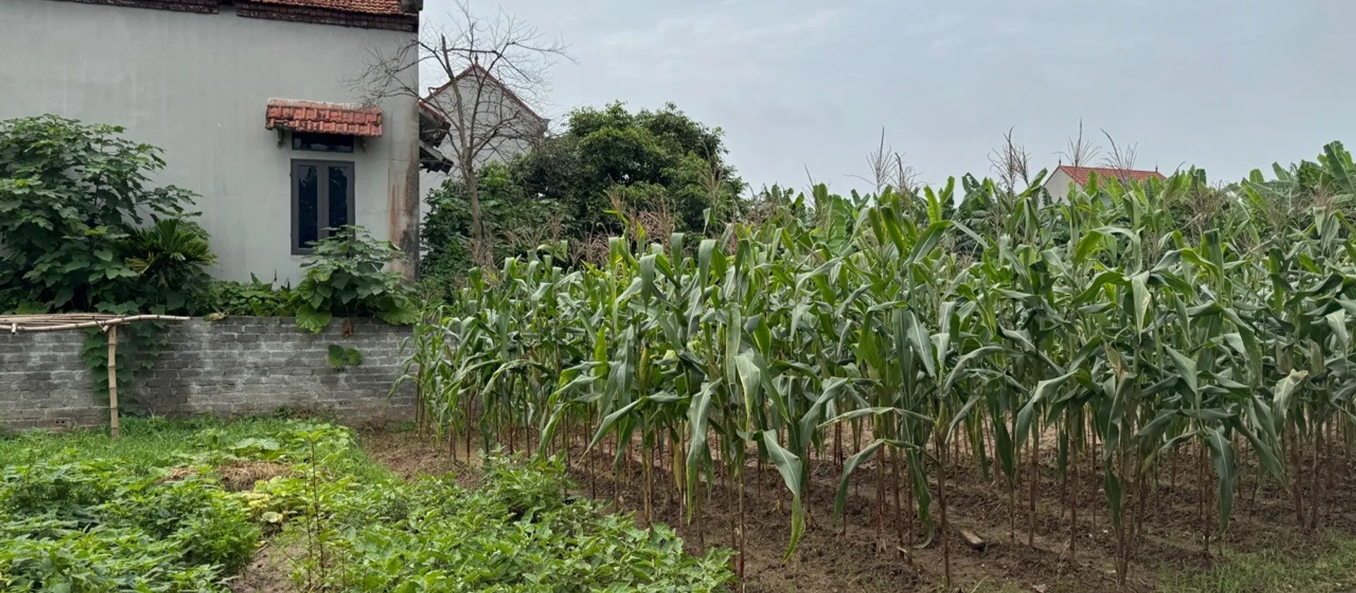 Đất đẹp giá êm tại Hạnh Lâm Mai Động Kim Động nay là Đức Hợp Hưng Yên... Bán đất tại Đức Hợp, Hưng Yên 01