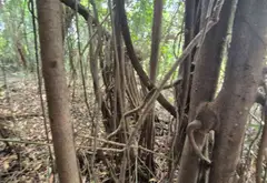 Bán đất dự án sát chung cư quận 7, diện tích 2890 m2, pháp lý chuẩn... Bán đất tại Phú Thuận, Hồ Chí Minh 12