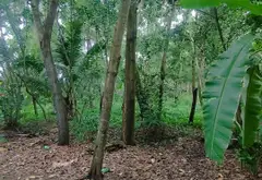Đất nền 7000m² rộng thoáng, siêu tiềm năng Hiệp Phước... Bán đất tại Hiệp Phước, Hồ Chí Minh 01