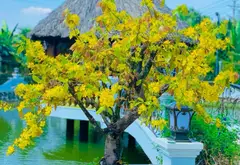 Biệt phủ sân vườn 2 mặt tiền tại Bình Chánh... Bán partner tại Tân Nhựt, Hồ Chí Minh 05
