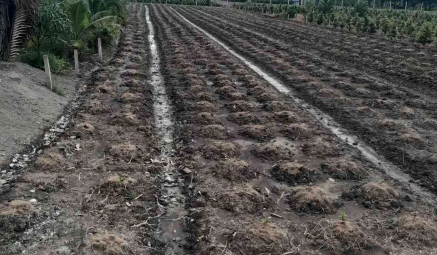 Bán đất 1000m2 mặt tiền 11m tại xã Bình Lợi, Bình Chánh giá 3 tỷ... Bán đất tại Bình Lợi, Hồ Chí Minh 01