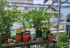 Cơ hội hiếm có sở hữu nhà mặt tiền, xe hơi đỗ cửa, giá sốc giảm còn 3 tỷ 950 triệu... Bán nhà riêng tại An Phú Đông, Hồ Chí Minh 08