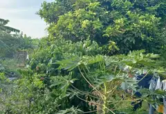 Cơ hội hiếm có sở hữu nhà 2 tầng mặt phố Tôn Đản với quỹ đất rộng và tiềm năng sinh lời lớn... Bán nhà mặt phố tại An Khê, Đà Nẵng 06