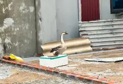 Sở hữu ngay lô đất vàng Phúc Tinh giá đầu tư... Bán đất tại Tam Sơn, Bắc Ninh 16