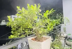 Nhà đẹp Hương Lộ 2 Bình Tân hẻm xe hơi tránh gần bệnh viện giá 5.15 tỷ... Bán nhà riêng tại Bình Trị Đông, Hồ Chí Minh 05