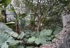 Đất trung tâm đường Hoàng Mai Thọ Am- Phù hợp xây biệt thự hoặc căn hộ mini... Bán đất tại Nam Phù, Hà Nội 01