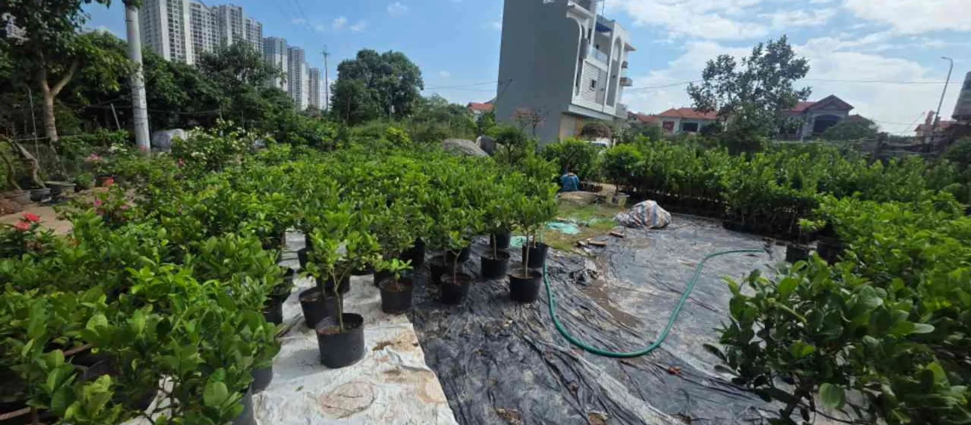 Bán đất lô góc 3 mặt thoáng tại Phụng Công Ecopark... Bán đất tại Phụng Công, Hưng Yên 01