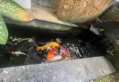 Biệt thự liền kề siêu đẹp tại Thủ Đức, căn góc thoáng mát... Bán biệt thự, liền kề tại Tam Bình, Hồ Chí Minh 13