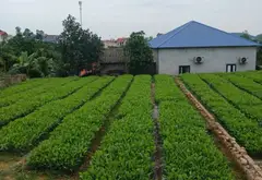 Đất thổ cư thanh lịch hướng Nam tại Yên Lương, Trung Giã... Bán đất tại Trung Giã, Hà Nội 04