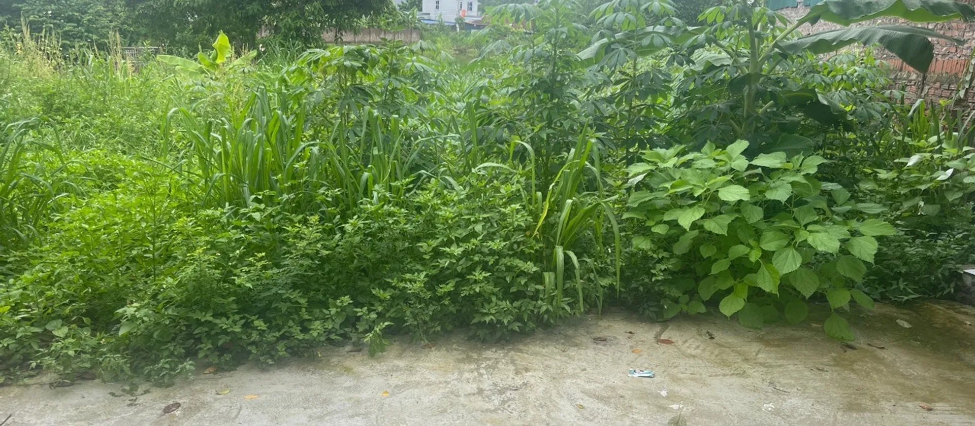 Chọn ngay lô đất tiềm năng tại Phù Linh – tiện đường ô tô, giá mềm... Bán đất tại Sóc Sơn, Hà Nội 01