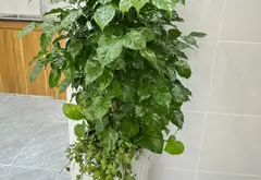 SIU PHẨM NHỎ GIỌT ĐỦ CÔNG NĂNG - 2 TẦNG MỚI XINH - NGANG LỚN 6M - NGAY HƯƠNG LỘ 2 - NGÃ... Bán nhà riêng tại Bình Trị Đông, Hồ Chí Minh 10