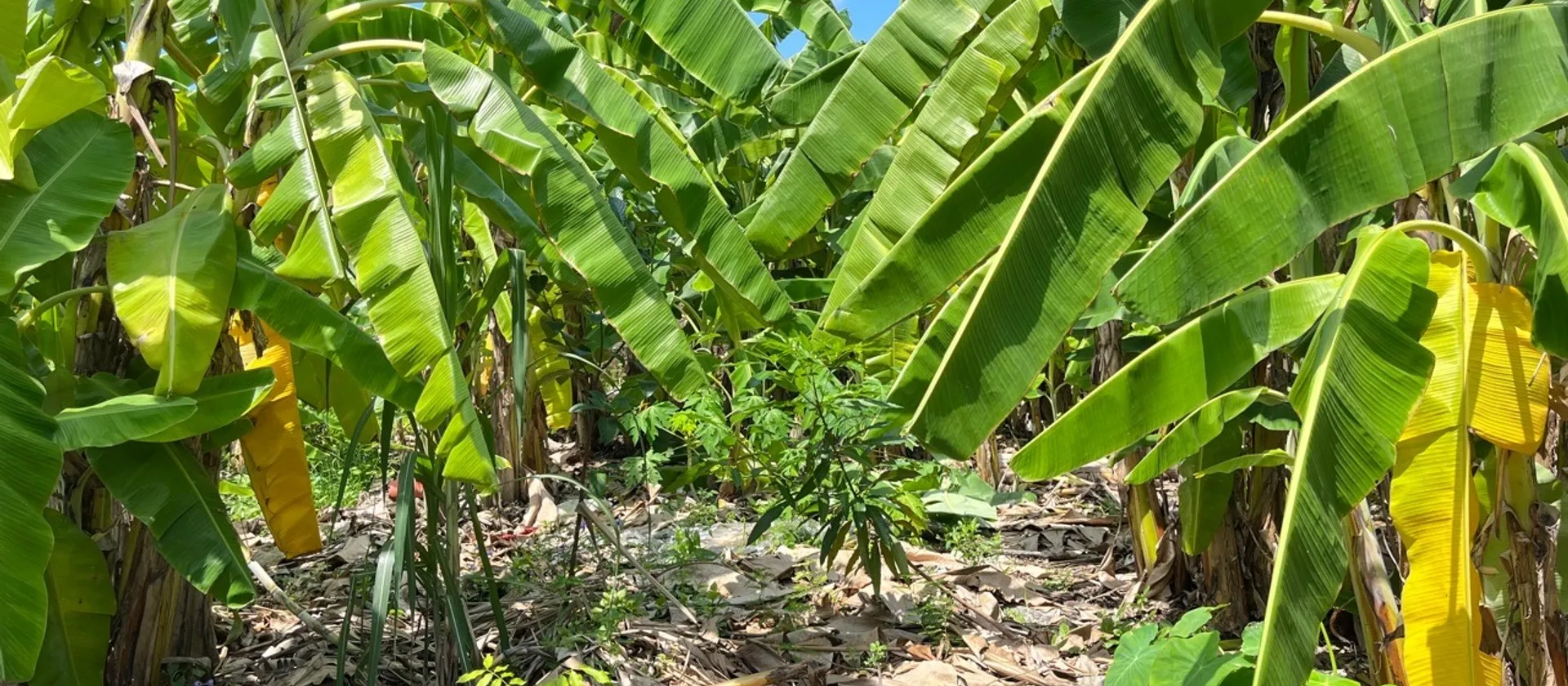 Đất nền khu vực xã Lại Xuân, vị trí thuận tiện phát triển sinh hoạt và kinh doanh... Bán đất tại Lai Khê, Hải Phòng 01