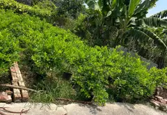 Đất siêu hiếm Văn Giang, oto vào tận nơi, cơ hội đầu tư đỉnh... Bán đất tại Văn Giang, Hưng Yên 07