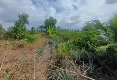 BÁN 2 CÔNG ĐẤT VƯỜN FULL THỔ ,TRƯƠNG VĂN ĐA ĐƯỜNG ĐÁ XANH XE HƠI TỚI ĐẤT... Bán đất tại Bình Lợi, Hồ Chí Minh 05