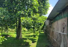 Đất Vườn Mặt Tiền Đường Tân Long Bình Chánh, Rộng 7800m2... Bán đất tại Tân Nhựt, Hồ Chí Minh 14