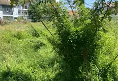 Bán đất mặt tiền đường Cửa Đại, Hội An, diện tích 1957m2, view sông, pháp lý cơ sở... Bán đất tại Hội An, Đà Nẵng 02