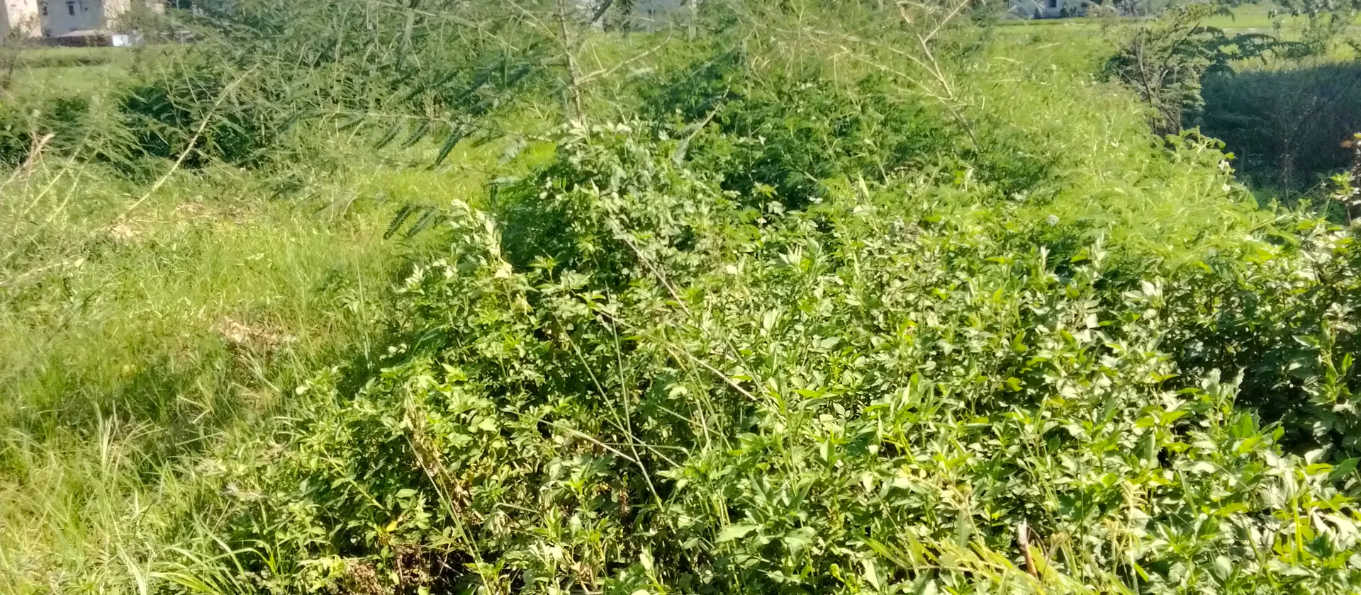 Lô góc 3 mặt thoáng trục chính Trạc Nhiệt Bồng Lai Bắc Ninh... Bán đất tại Bồng Lai, Bắc Ninh 01
