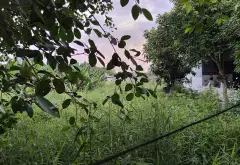 Biệt Thự Đất Lớn Riêng Tư Tại Phường An Phú Đông, TP HCM... Bán nhà riêng tại An Phú Đông, Hồ Chí Minh 07