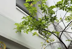 Bán nhà 3 tầng tại phường Nhiêu Lộc, Quận 3, diện tích 38 m² giá 7.8 tỷ... Bán nhà riêng tại Nhiêu Lộc, Hồ Chí Minh 01