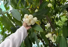 Nhà kết hợp xưởng hiếm có trung tâm Quận 10... Bán nhà riêng tại Vườn Lài, Hồ Chí Minh 12