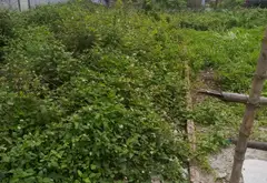 Bán đất phân lô 30m² mặt tiền 3m khu đô thị mới Liên Ninh, ô tô tránh thoáng mát... Bán đất tại Ngọc Hồi, Hà Nội 07