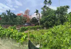Bán đất lô góc 2 mặt thoáng tại trung tâm xã Lâm Động... Bán đất tại Thiên Hương, Hải Phòng 05
