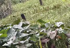 Siêu phẩm nhà đất 2.488m2 giá siêu tốt tại Long Phước Quận 9... Bán nhà riêng tại Long Phước, Hồ Chí Minh 05